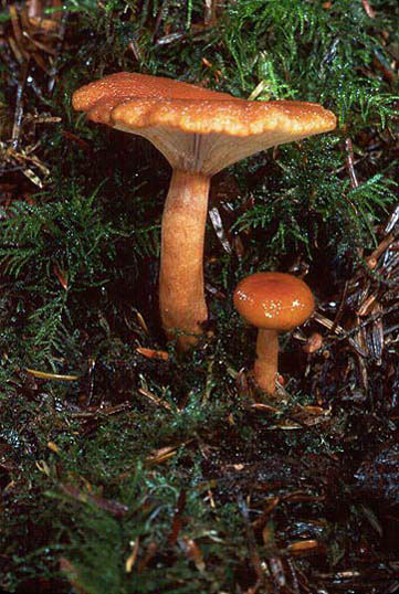 Lactarius rubidus